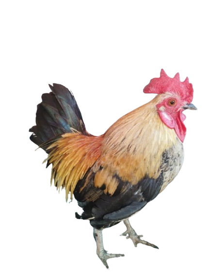 Chicks
