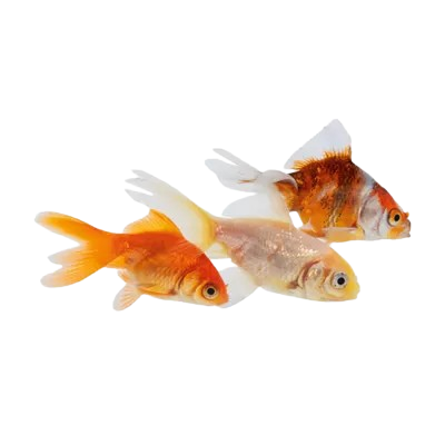 Live Fish