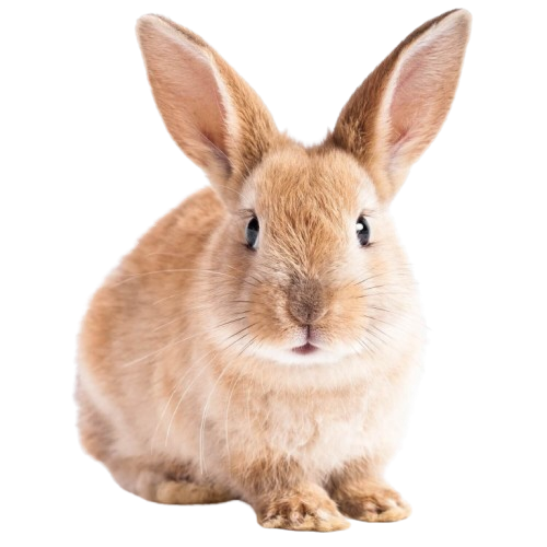 Rabbits